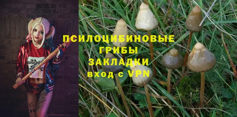 Псилоцибиновые грибы Psilocybine cubensis  Мосальск 